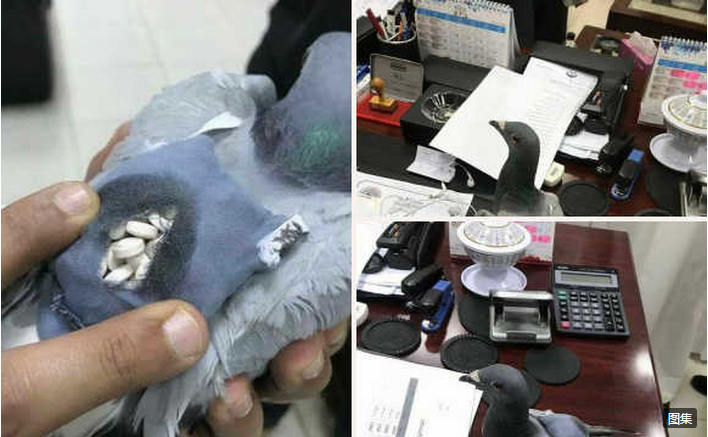 信鸽藏毒被抓,信鸽藏毒,信鸽,信鸽背藏毒品
