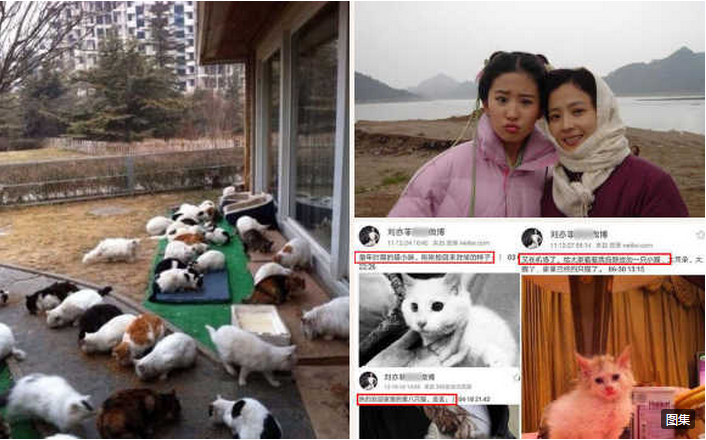 刘亦菲家中后院曝光,刘亦菲家中后院,刘亦菲,流浪猫