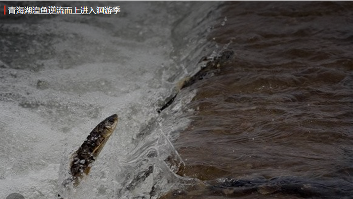 青海湖湟鱼进入洄游季,湟鱼进入洄游季,千万条鱼逆流而上,产卵繁衍
