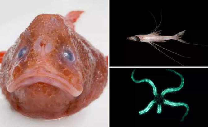 深海发现300余种新生物,深海新生物,三脚架鱼,300多种新生物长啥样