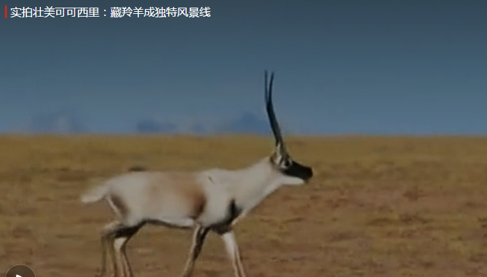 美丽少女,可可西里申遗成功,可可西里,藏羚羊成独特风景线,独特风景线